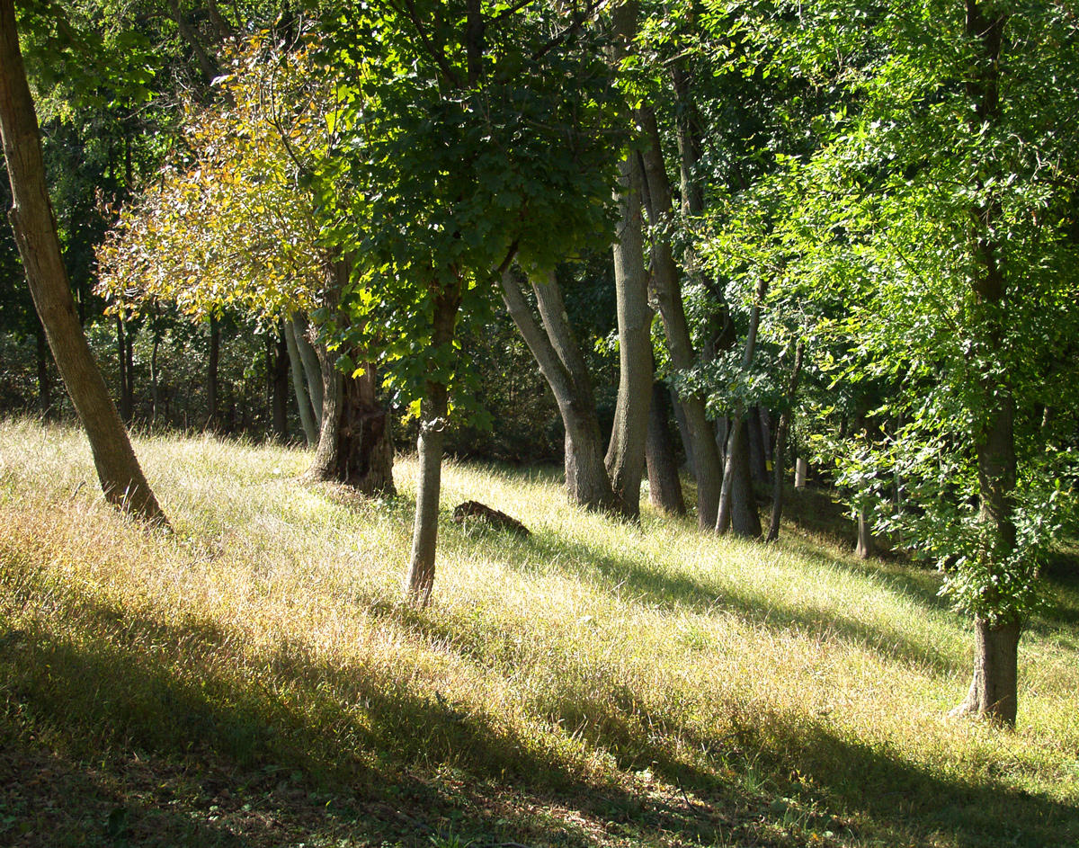 Bucks county hillside